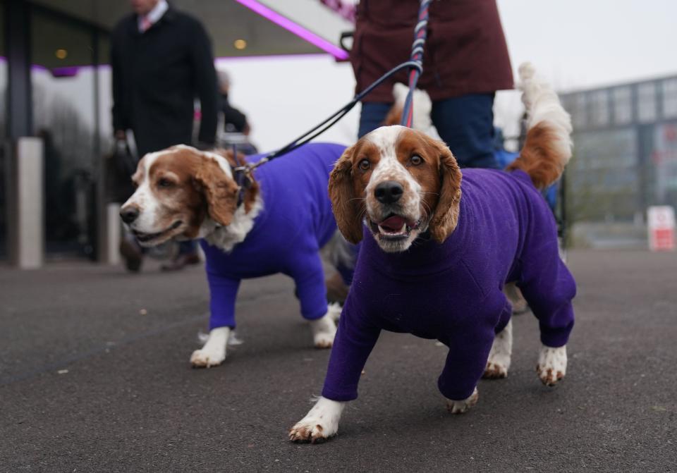 Dogs and owners arrive on the first day of the Crufts Dog Show at the National Exhibition Centre (NEC) in Birmingham. Picture date: Thursday March 7, 2024.