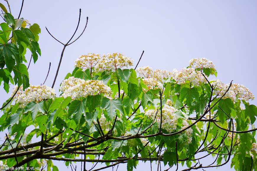 新竹縣寶山鄉｜桐花森林遇