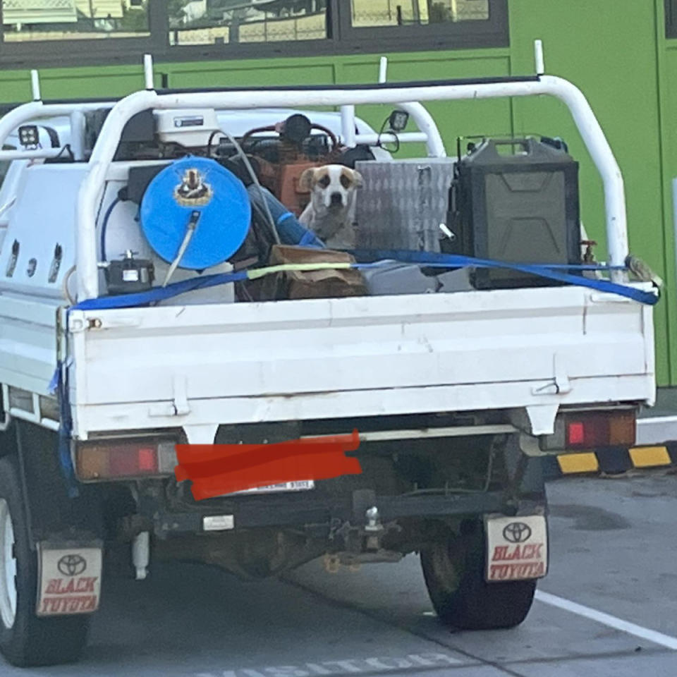 Unrestrained dog in back of Toyota Hilux ute