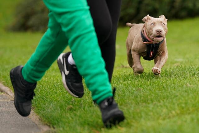 XL bully dogs protest