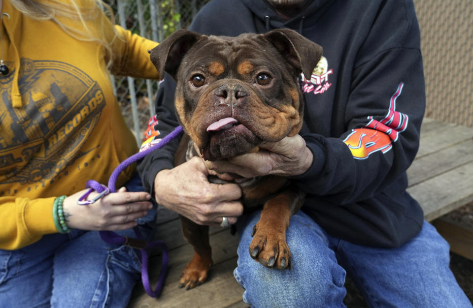 A newly adopted dog is held at Oakland Animal Services on Thursday, April 4, 2024, in Oakland, Calif. The city animal shelter has seen a surge in pets surrendered by tenants who can't find rentals that allow pets. A bill in California wants to make more rental housing available to tenants with pets. (AP Photo/Terry Chea)