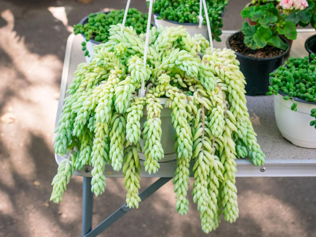  Potted Burro&#39;s Tail Plant. 