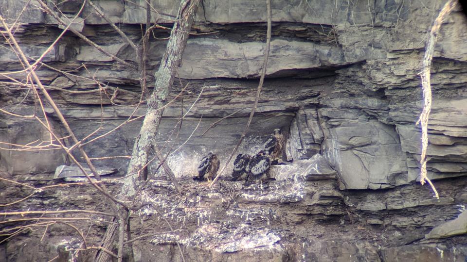 Peregrine Falcons are nesting in the gorge of Stony Brook State Park in Steuben County for the first time on record, according to the New York State Office of Parks, Recreation and Historic Preservation.