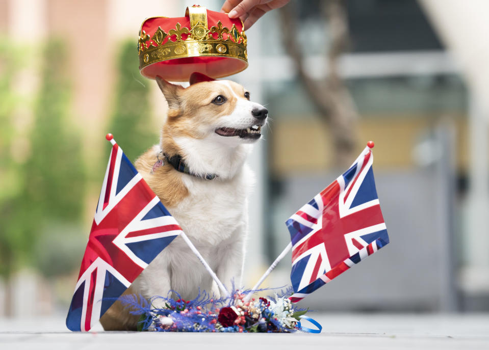 Lilly the Corgi dog enjoys the Royal Pooch Party, celebrating the Queen's Platinum Jubilee, at the Moxy Manchester City hotel in Manchester, England, Sunday, June 5 2022. (Danny Lawson/PA via AP)