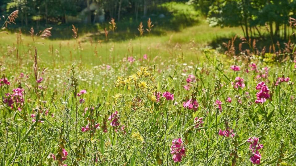 Wildflowers are seen in a meadow at the Melvin Family Working Forest Reserve in Cheboygan County.