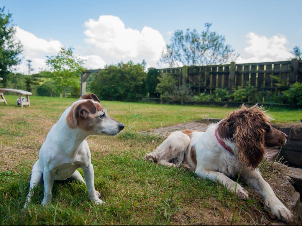 Jack Russell terriers and springer spaniels have high life expectancy (Getty Images/iStockphoto)