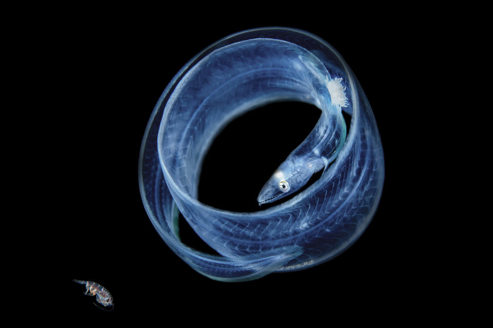 <p>A conger spp from the deep waters around Anilao, Philippines. (Photo: Cai Songda/Caters News) </p>