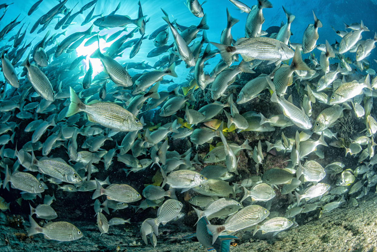 Fish swirl around a once again thriving coral reef in Mexico's Cabo Pulmo National Marine Park. (Photo: izanbar via Getty Images)