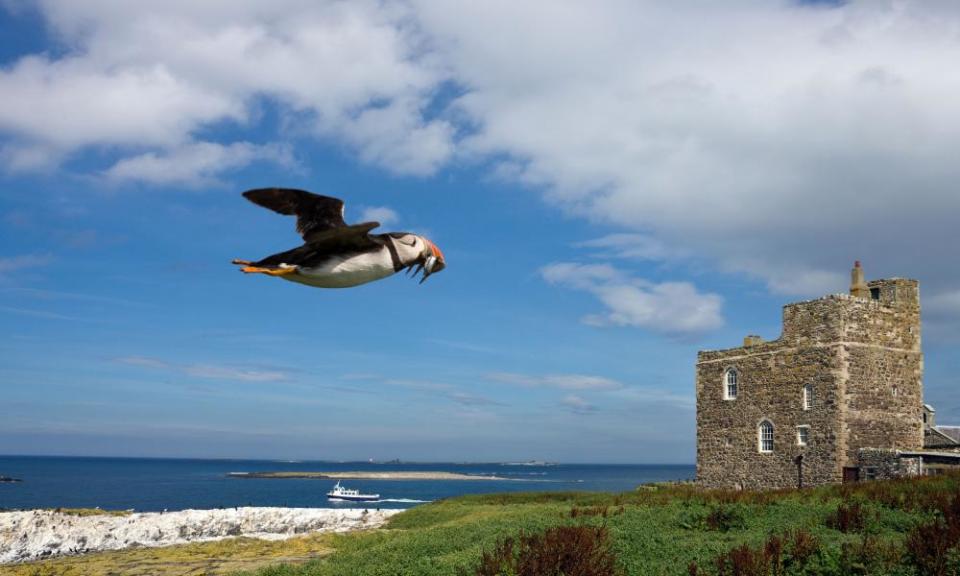 A puffin flying over the Farne Islands.