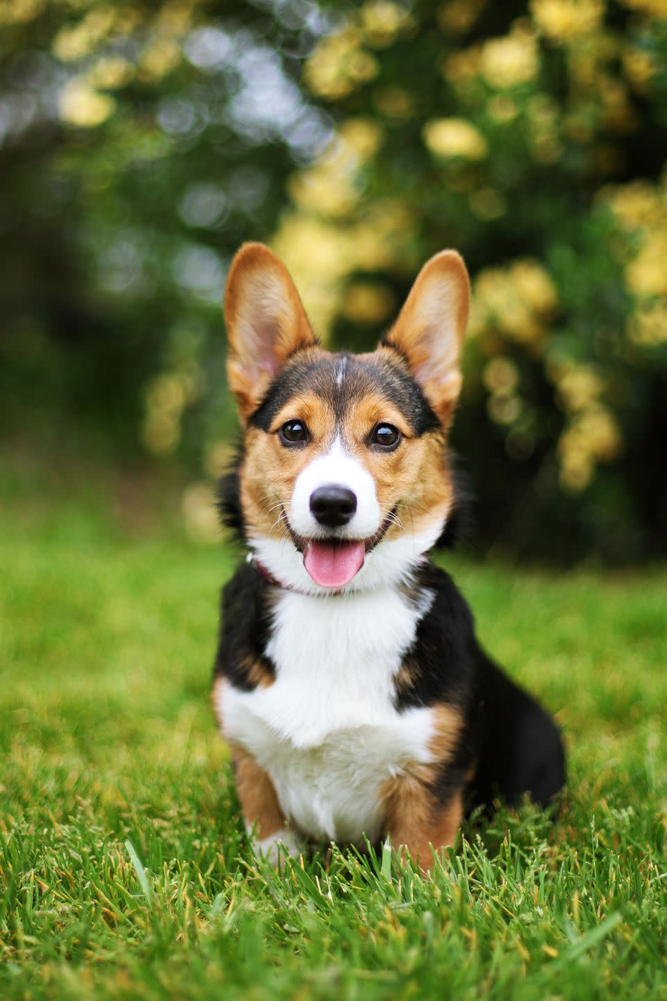 6) Pembroke Welsh Corgi