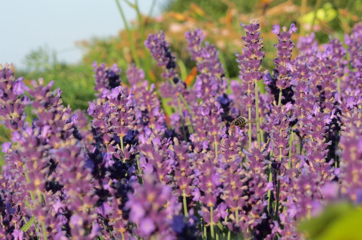 "Abril es el mes más cruel: engendra / Lilas de la tierra muerta, mezcla / Memoria y deseo, con lluvia de primavera / Sacude raíces soñolientas". <a href="https://www.flickr.com/photos/dirkb86/9339297142/" rel="nofollow noopener" target="_blank" data-ylk="slk:dirkb86 / Flickr;elm:context_link;itc:0;sec:content-canvas" class="link ">dirkb86 / Flickr</a>, <a href="http://creativecommons.org/licenses/by/4.0/" rel="nofollow noopener" target="_blank" data-ylk="slk:CC BY;elm:context_link;itc:0;sec:content-canvas" class="link ">CC BY</a>