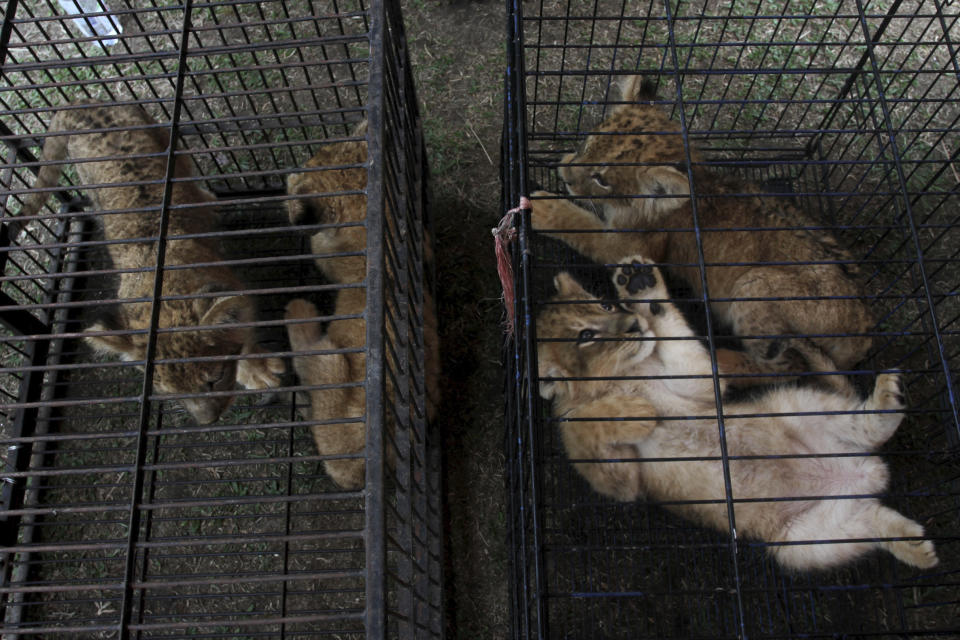 Lion and leopard cubs sit in cages as they are displayed during a police press conference in Kampar, Riau, Indonesia, Sunday, Dec. 15, 2019. Indonesian police said Sunday that they have arrested two men suspected being part of a ring that poaches and trades in endangered animals and seized from them lion and leopard cubs and dozens of turtle, police said Sunday. (AP Photo/Rifka Majjid)