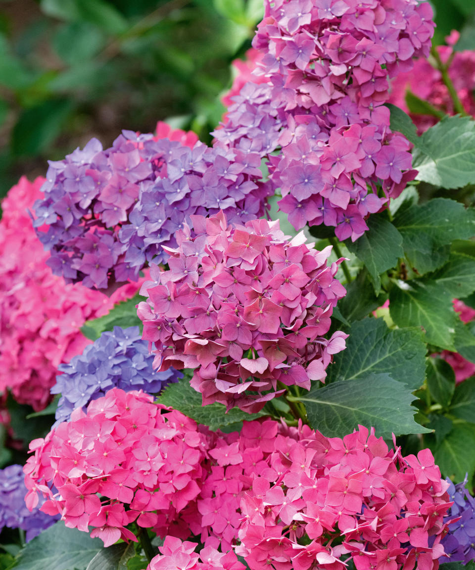 Pink and purple hydrangea