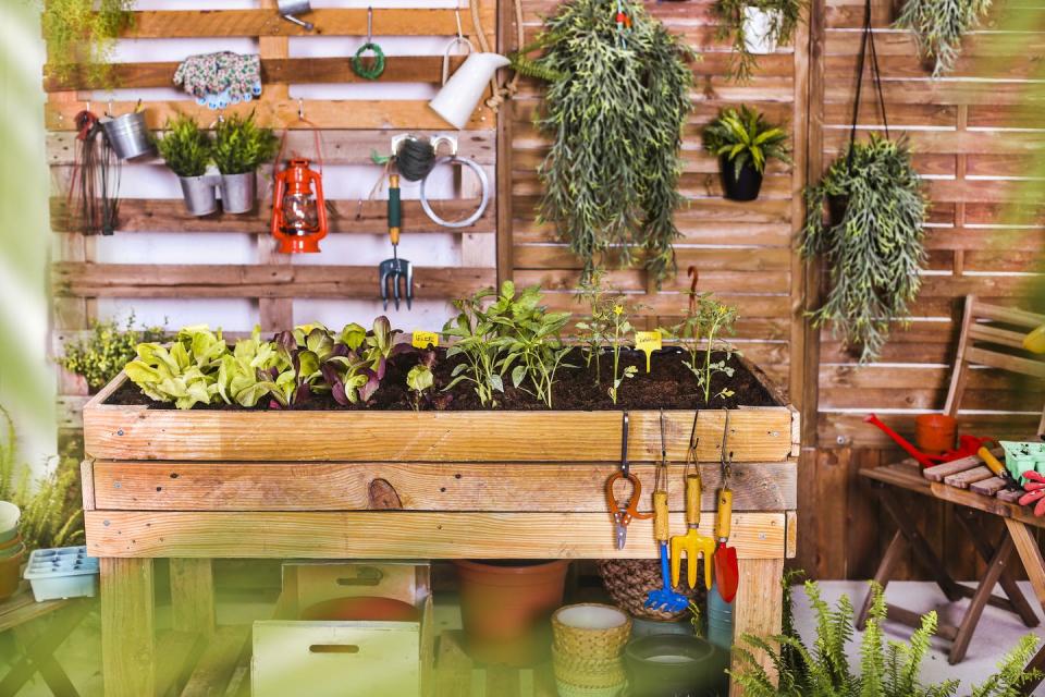 urban garden built of pallets with vegetable seedlings on the terrace