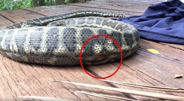 The possum left its mark on the snake's belly before it became a meal. Source: Facebook/Sunshine Coast Snake Catchers 24/7