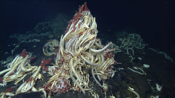 These tube worms, over three feet tall, live off the "smoke" particles from the vent.