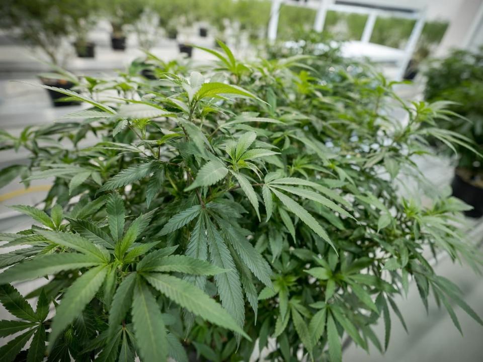 Critics say a federal program started in 2019 to pardon those with simple pot possession convictions free of charge has not helped enough Canadians. (Evan Mitsui/CBCNews - image credit)