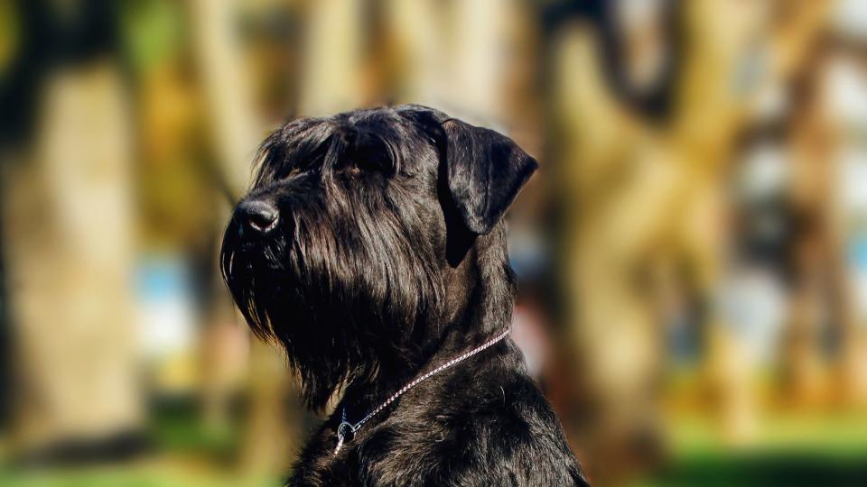 close up portrait of the dog giant schnauzer service dog