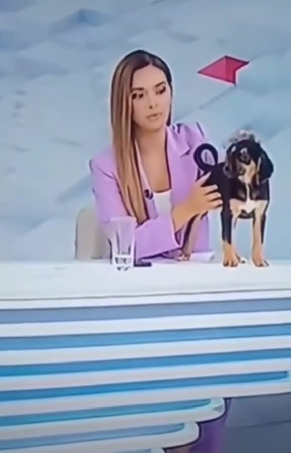 A recent live news broadcast in Bolivia was interrupted by a small black dog relieving itself on the anchor desk. Jam Press
