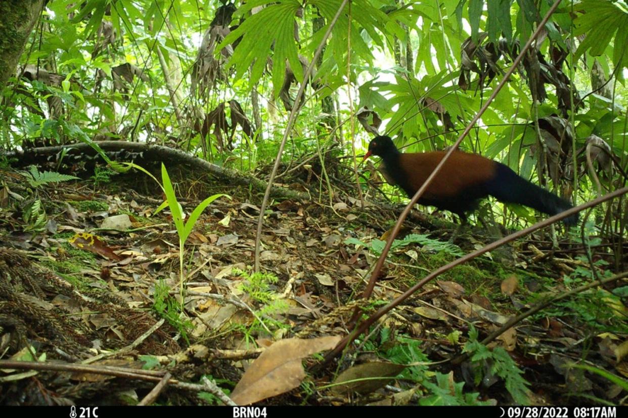 The black-naped pheasant-pigeon, a species lost to science since 1882, was rediscovered after camera traps setup by an expedition team with the Search for Lost Birds in Papua New Guinea captured photos of the large, ground-dwelling bird in Papua New Guinea.