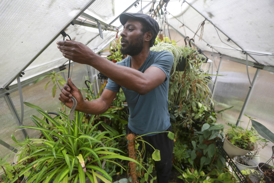 Marcus Bridgewater tends to his backyard herbs and flower garden, Thursday, March 14, 2024, in Spring, Texas. The TikTok content creator speaks with The Associated on how TikTok has transformed his life and the adverse effect a TikTok ban in the U.S. will have on his online space for gardening. (AP Photo/Lekan Oyekanmi)