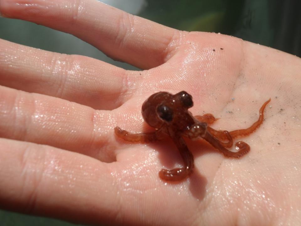 Niedlich, süß, putzig, knuffig: Bei einem ausgewachsenen Oktopus würden wohl den wenigsten Menschen solch liebevolle Adjektive einfallen. Bei einem ganz jungen Kraken sieht das allerdings anders aus.