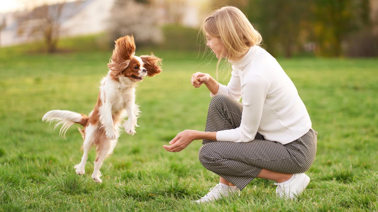  Woman playing outside with her excited Cavalier King Charles Spaniel. 