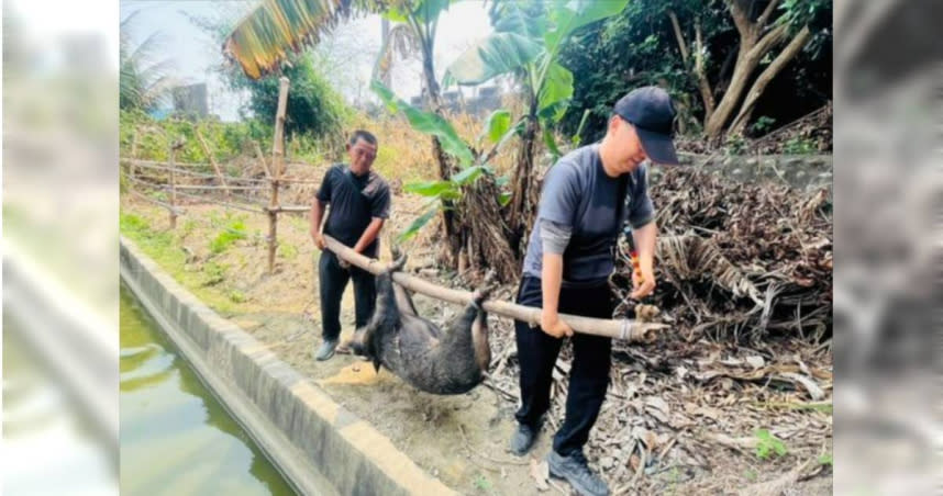 果園遭山豬襲擊，農民慘遭咬傷。（圖／翻攝畫面）