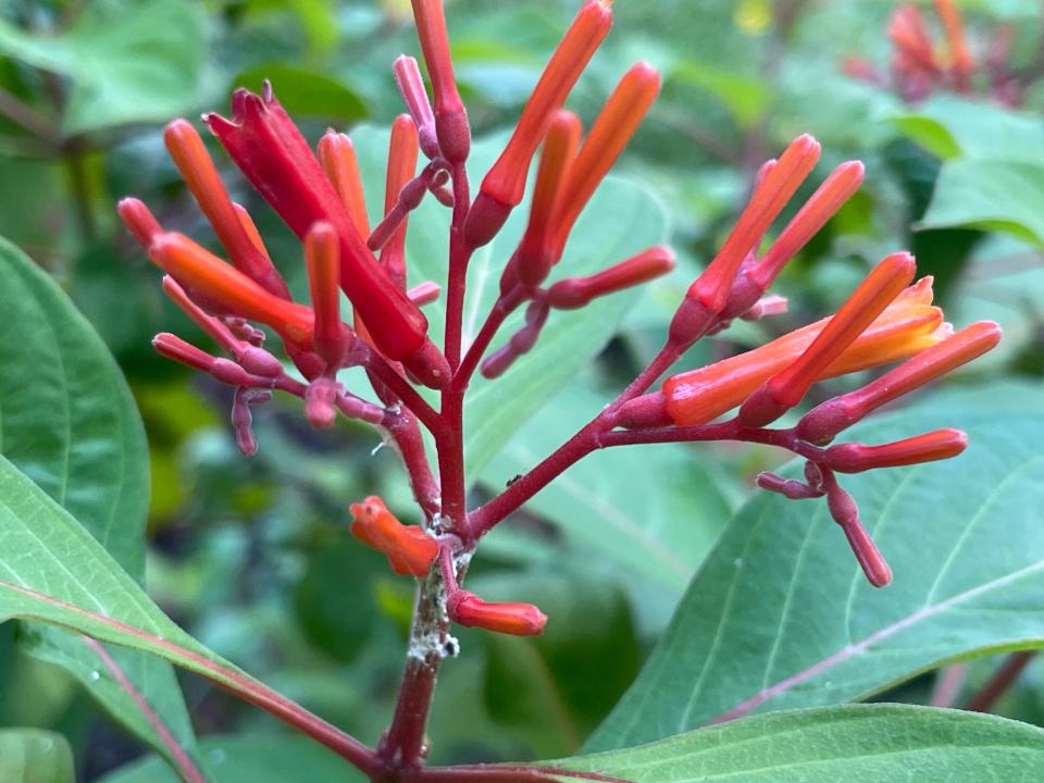 A closeup on the flowers of a firebush.