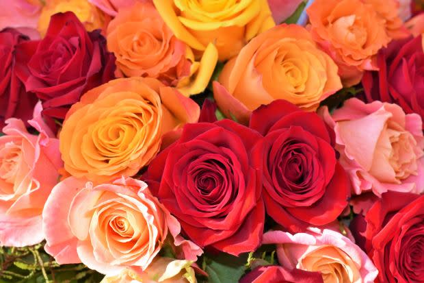 June birth flower: Rose<p><a href="https://unsplash.com/photos/sycOtFg3SBc" rel="nofollow noopener" target="_blank" data-ylk="slk:Waldemar via UnSplash;elm:context_link;itc:0;sec:content-canvas" class="link ">Waldemar via UnSplash</a></p>