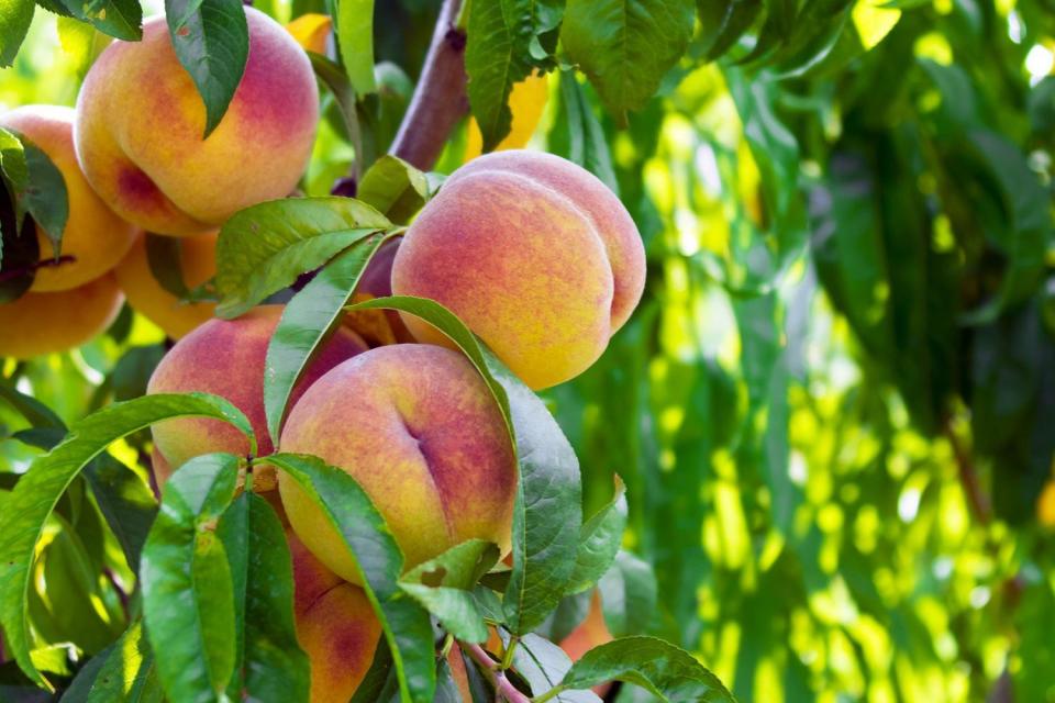 Georgia: Peaches