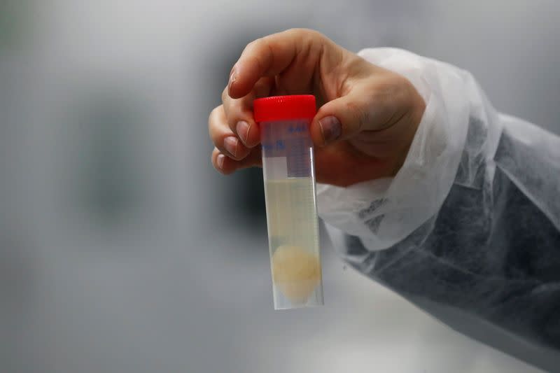 A sample of the marine invertebrate "Aplidium albicans" is shown in a lab at the Spanish pharmaceutical company PharmaMar amid the coronavirus disease (COVID-19) outbreak, in Colmenar Viejo