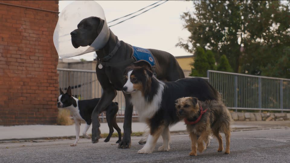 From the left, Bug (Jamie Foxx), Hunter (Randall Park), Maggie (Isla Fisher) and Reggie (Will Ferrell) star in "Strays." - Universal Pictures