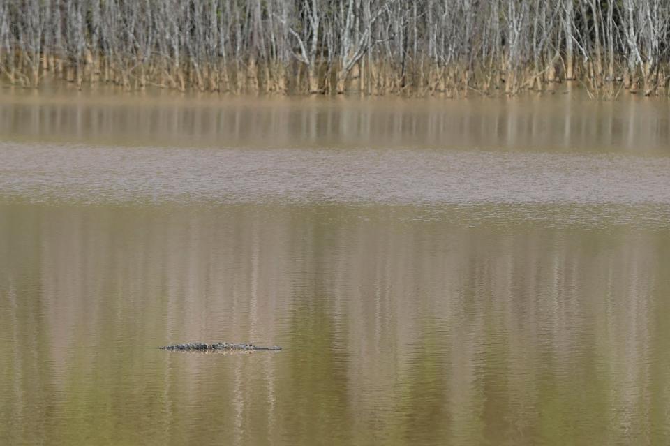 FILE - An alligator floats in the water at Lake Olmstead Trails on Thursday, April 28, 2022.