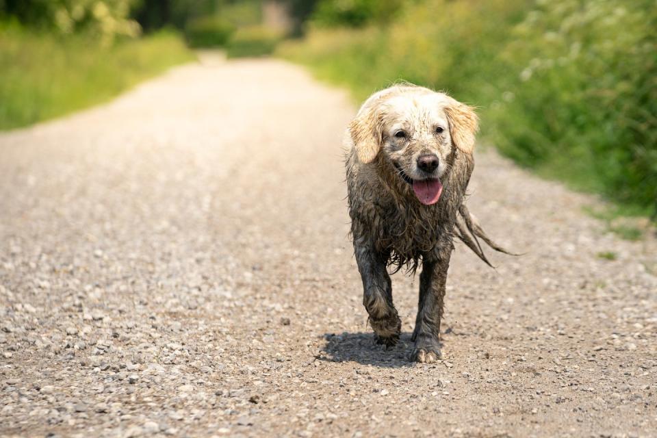 remove mud stains