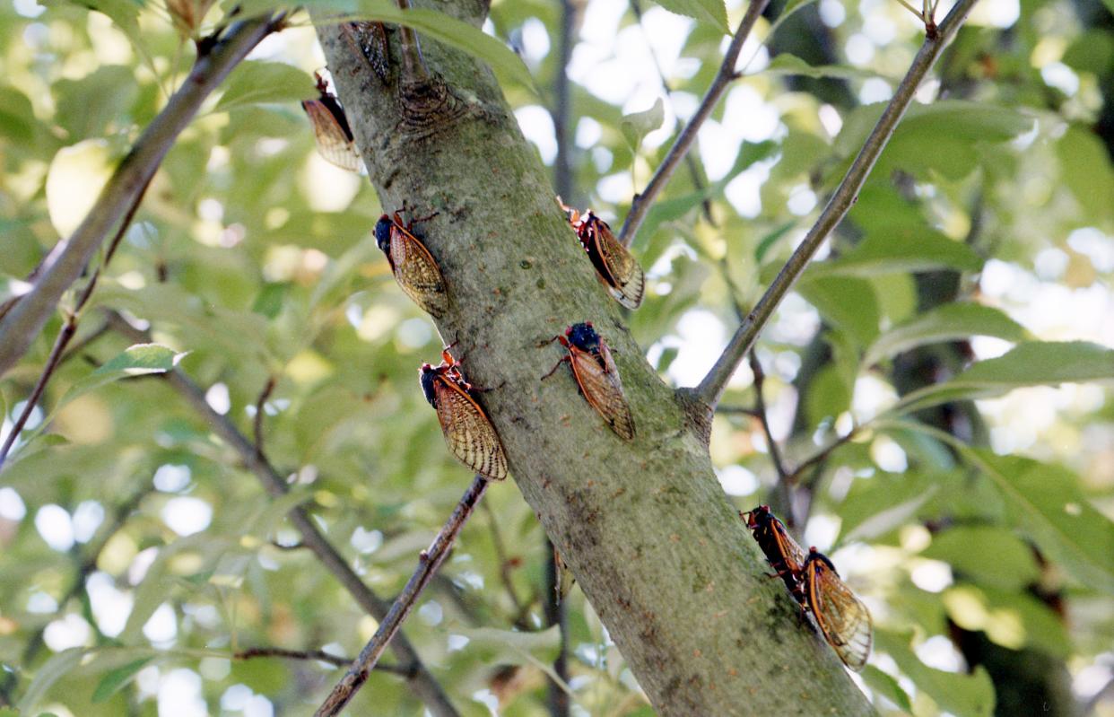 Thousands of cicadas are everywhere in Nashville, like this tree on May 18, 1998, and the continued sound of the all-male cicada choruses belting out mating melodies can drown out a chainsaw.