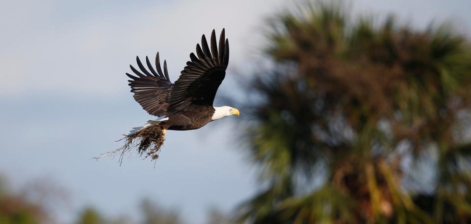 Harriet and M15, the famous bald eagles from the Southwest Florida Eagle Cam are rebuilding their nest after it was destroyed in Hurricane Ian. The whole nest was lost but is being built in the same location. The streaming cameras were damaged so it unknown when it will be back up and running. The couple was seen Tuesday, October 18, 2022 bring nesting material and sticks into the nest. 