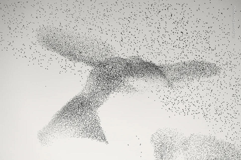 《Starling Murmuration》由 Daniel Dencescu所攝，捕捉了椋鳥在天空中盤旋時形成的有趣形狀