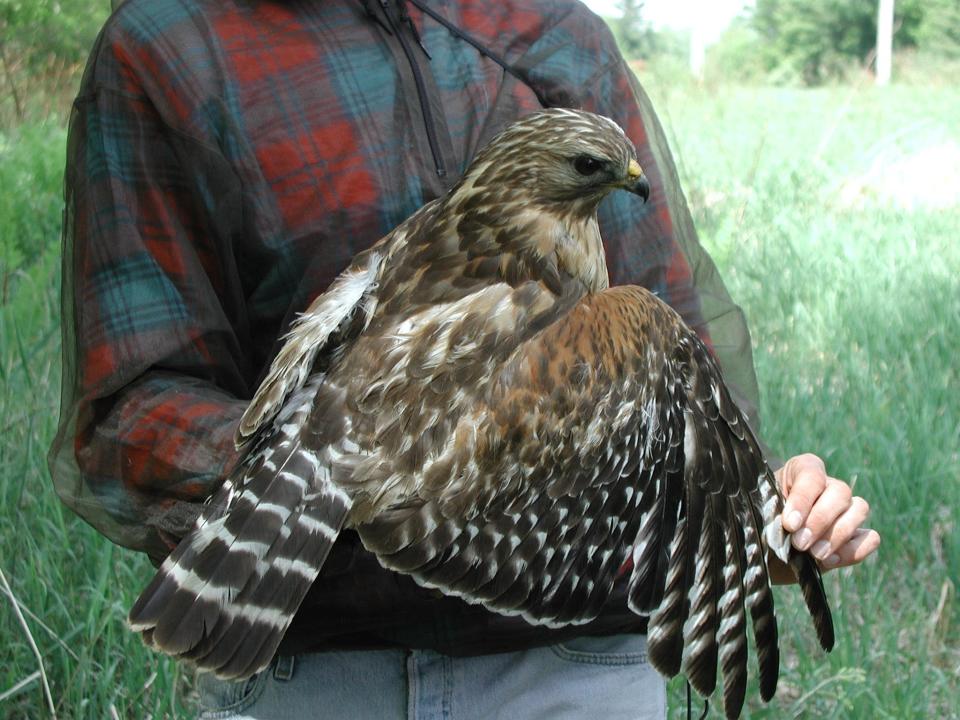 An adult red-shouldered hawk is held during a banding session prior to release.