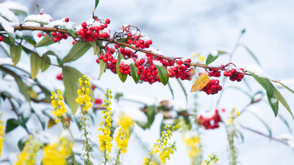  Winter garden berries and snow. 