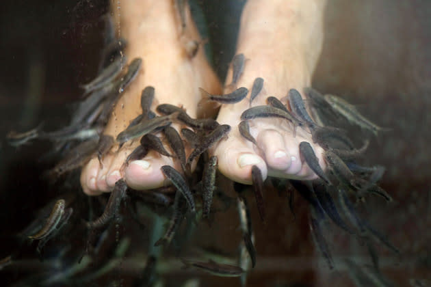 <b>Dr. Fish nibble—dead skin removal</b><br> TEL AVIV, ISRAEL - OCTOBER 31: Doctor fish nibble on the dead skin of a vistor to a fish therapy spa as they help to exfoliate his feet at the Cielo Spa on October 31, 2010 in Tel Aviv, Israel. Customers sit with their feet in a tank filled with 300 - 400 fish which remove any dead skin by nibbling and sucking. <b>Uriel Sinai/Getty Images</b>