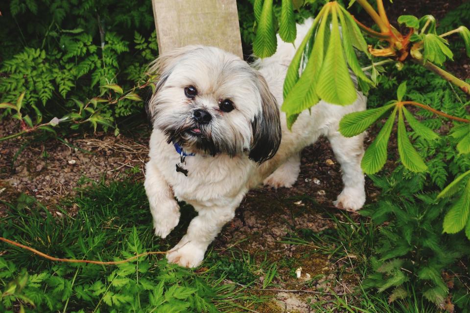 light brown lhasa apso puppy in the yard