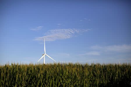 A wind turbine is seen in a field of corn in Haverhill, Iowa, July 18, 2015. REUTERS/Jim Young