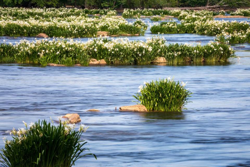 Each year, from May through mid-June, the largest colony of the rocky shoals spider lilies bloom along the Catawba River and can be viewed from the Landsford Canal State Park.