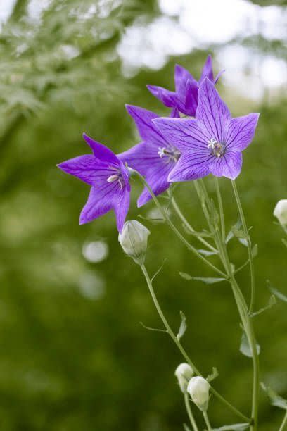 four purple balloon flowers on a tall stem in garden