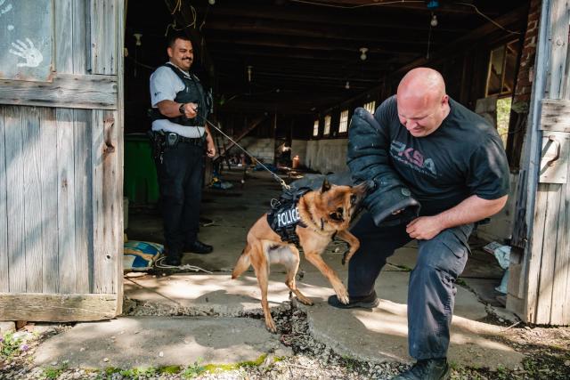 are police dogs trained with shock collars