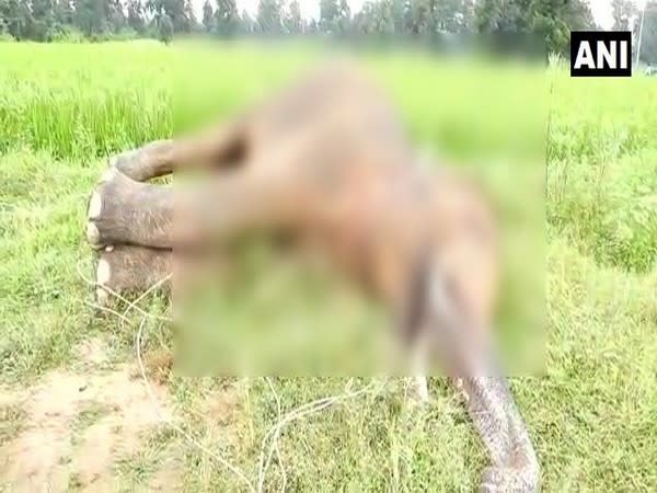 An elephant was electrocuted to death in Chhattisgarh. (Photo/ANI)