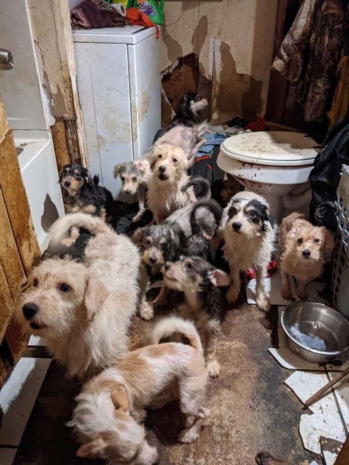 The Humane Society of Washington County rescued 91 dogs and 21 cats from an "extreme hoarding situation" on June 8, 2021, in the Hancock area.