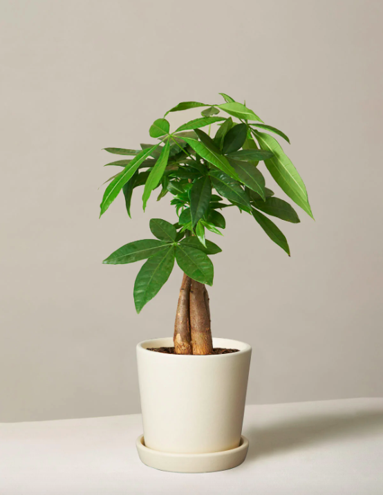 35) Money Tree Plant