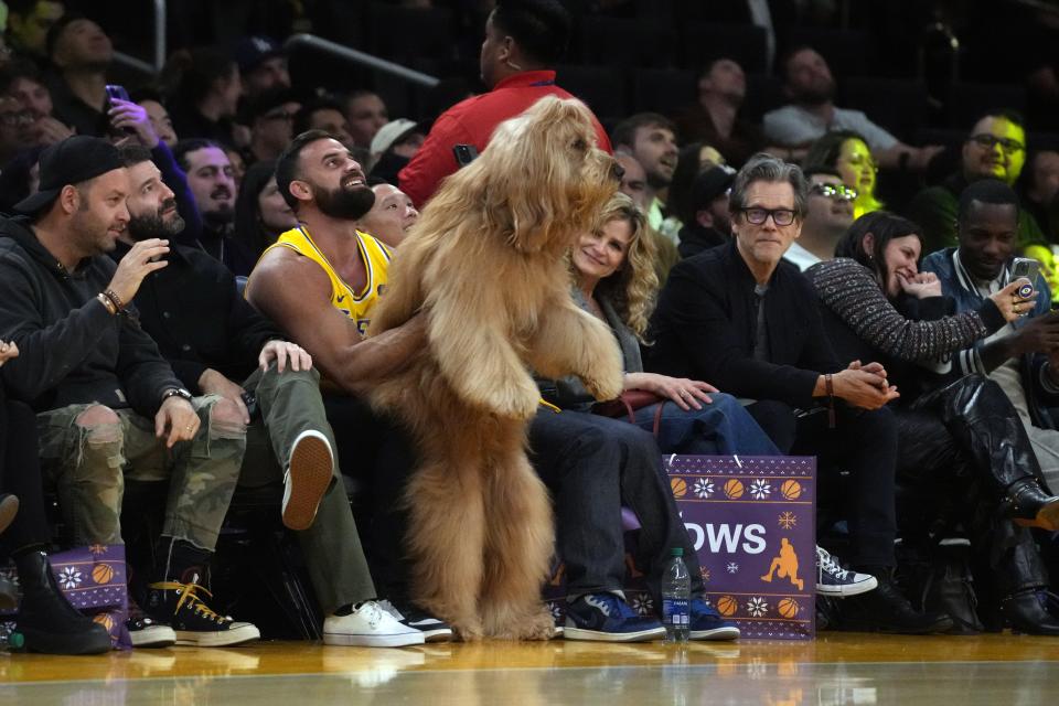 Brodie The Goldendoodle dog was a crowd favorite at the Lakers-Knicks game Crypto.com Arena.